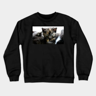 The Most Serious Stare Crewneck Sweatshirt